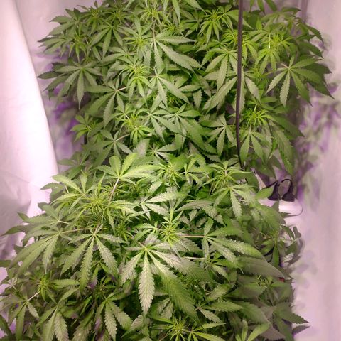 Rosane  growlog timeline photo