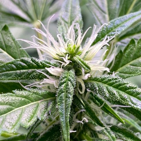 Rosane  growlog timeline photo