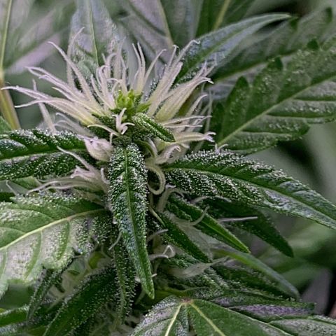 Rosane  growlog timeline photo