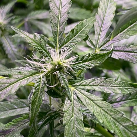 Rosane  growlog timeline photo