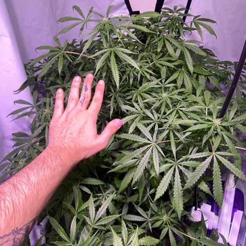 Rosane  growlog timeline photo