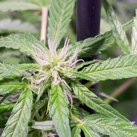 Margarete  growlog timeline photo