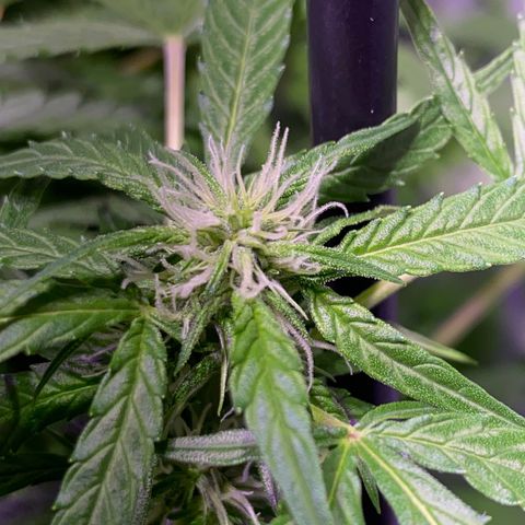 Margarete  growlog timeline photo