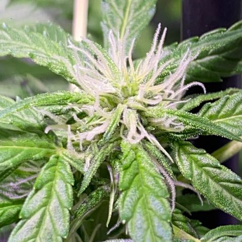 Margarete  growlog timeline photo