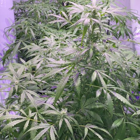 Rosane  growlog timeline photo