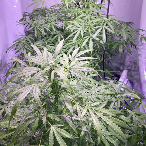 Rosane  growlog timeline photo