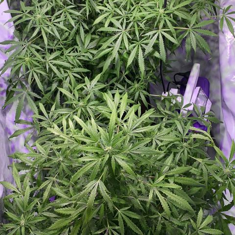 Rosane  growlog timeline photo