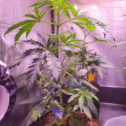 AK47 growlog timeline photo