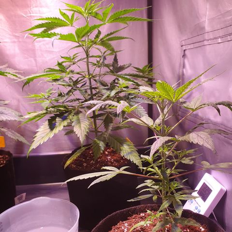 AK47 growlog timeline photo