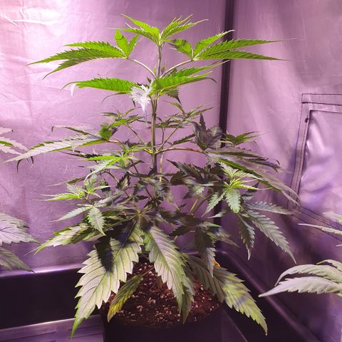 AK47 growlog timeline photo