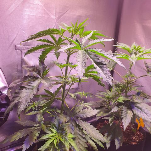 AK47 growlog timeline photo