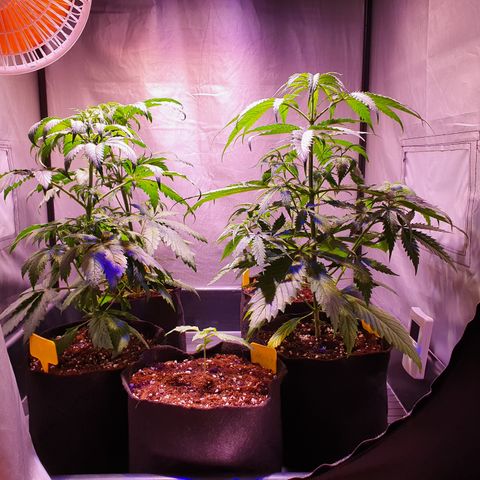 AK47 growlog photo: Hoja amarilla parte inferior