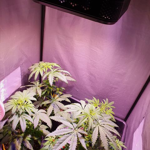 AK47 growlog photo: Hoja amarilla parte inferior