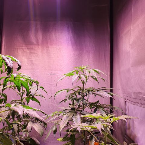 AK47 growlog photo: Flush raices