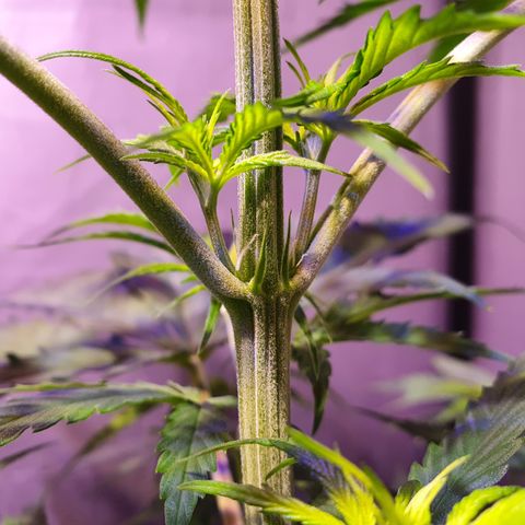 AK47 growlog timeline photo