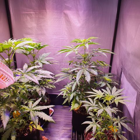 AK47 growlog timeline photo