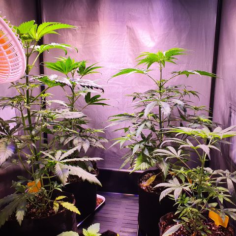 AK47 growlog timeline photo
