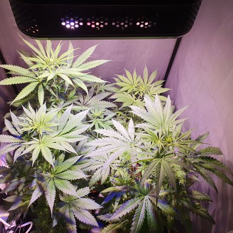 AK47 growlog timeline photo
