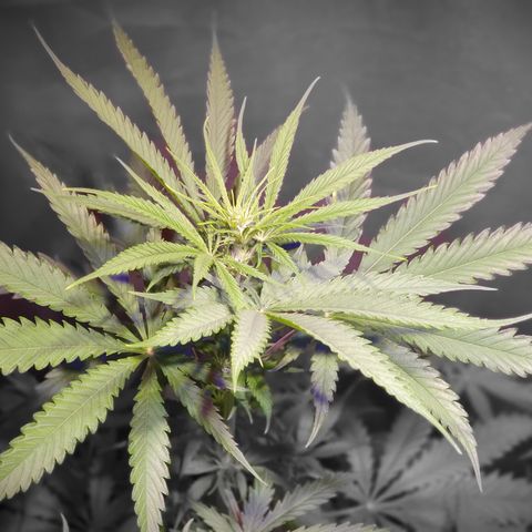 AK47 growlog timeline photo