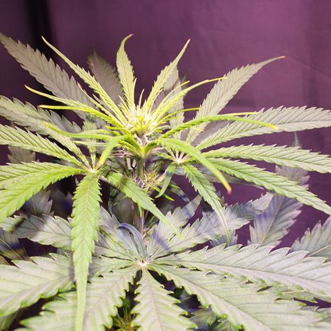 AK47 growlog timeline photo