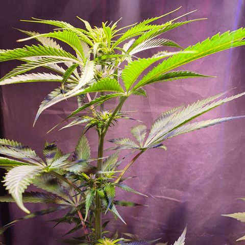AK47 growlog timeline photo