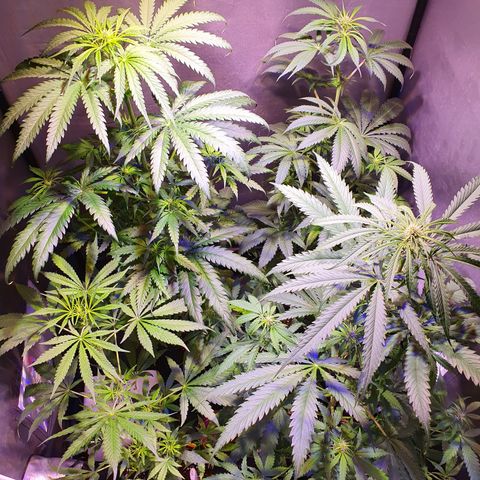 AK47 growlog timeline photo