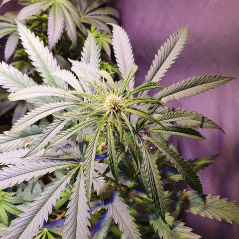 AK47 growlog timeline photo