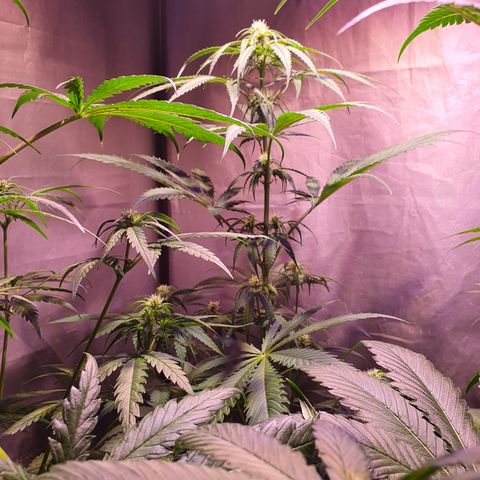 AK47 growlog timeline photo