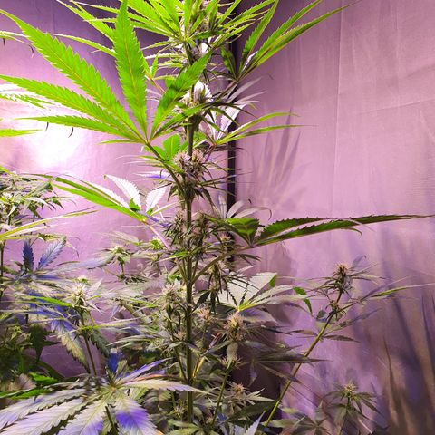 AK47 growlog timeline photo
