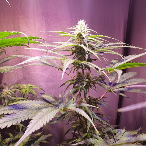 AK47 growlog timeline photo