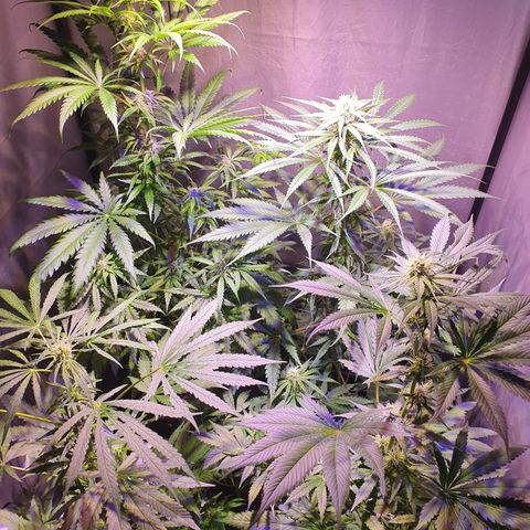 AK47 growlog timeline photo