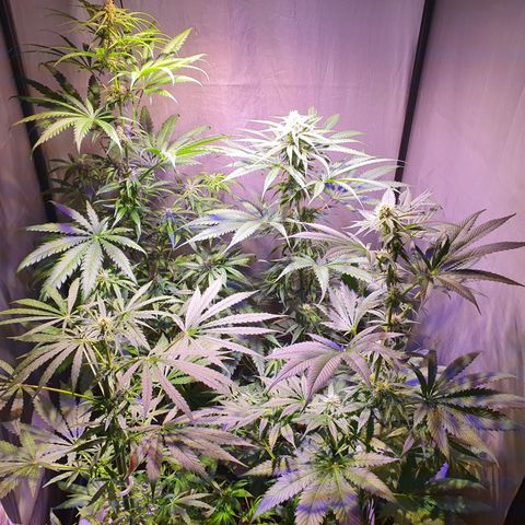 AK47 growlog timeline photo