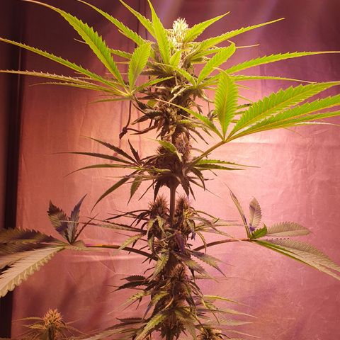 AK47 growlog timeline photo