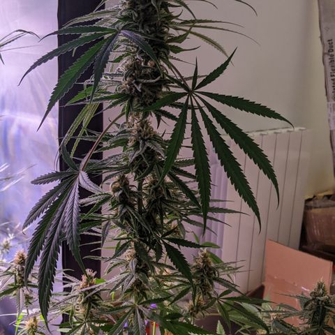 AK47 growlog timeline photo