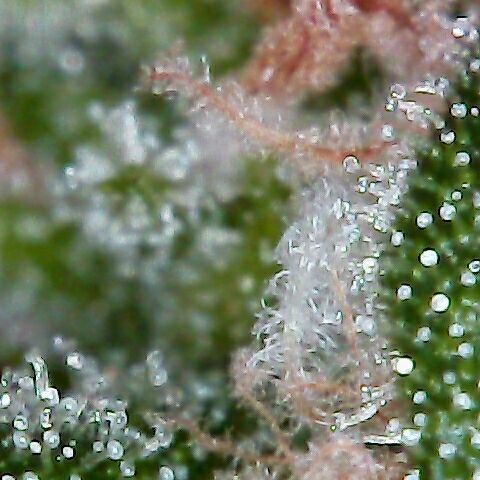 AK47 growlog timeline photo