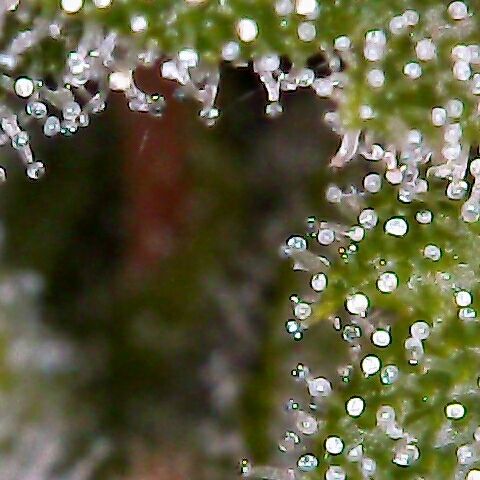 AK47 growlog timeline photo