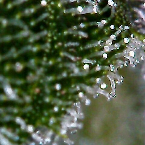 AK47 growlog timeline photo