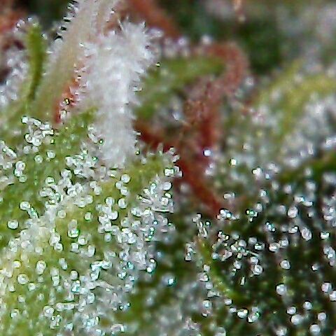 AK47 growlog timeline photo