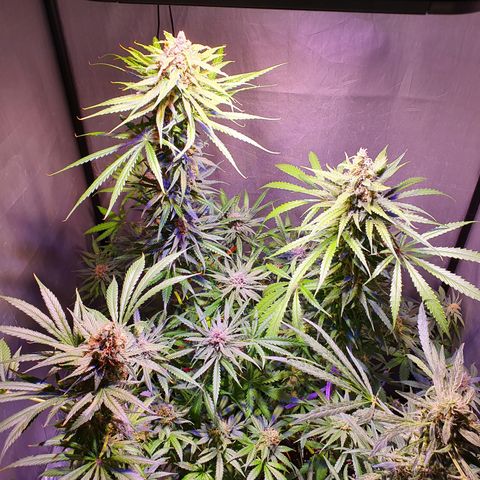 AK47 growlog timeline photo