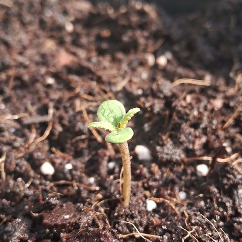 LSD-25 Auto growlog timeline photo