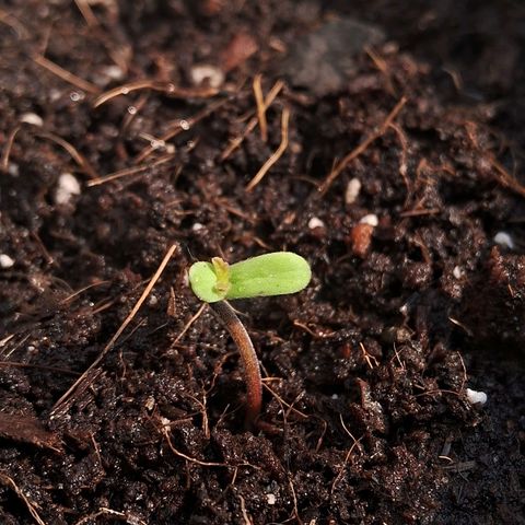 LSD-25 Auto 2 growlog timeline photo