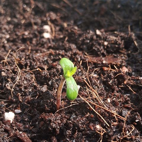 Northern Lights Auto growlog timeline photo