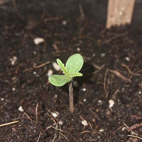 LSD-25 Auto growlog timeline photo
