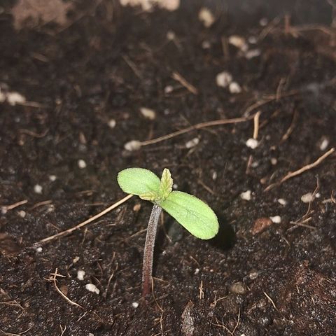 LSD-25 Auto 2 growlog timeline photo