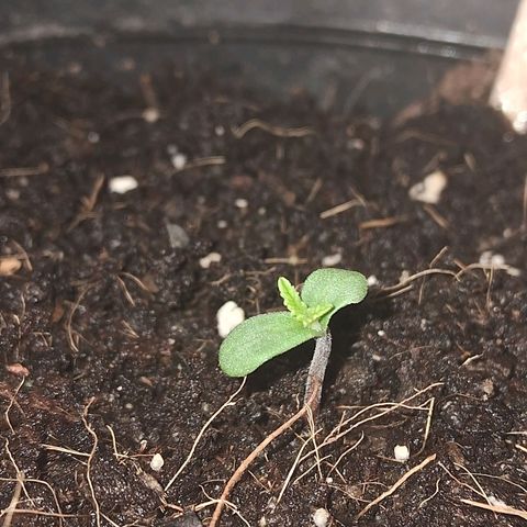 Northern Lights Auto growlog timeline photo
