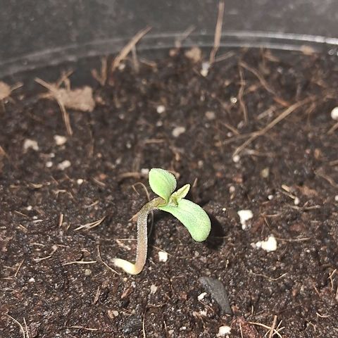 Northern Lights Auto 2 growlog timeline photo