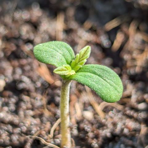 Northern Lights Auto 2 growlog timeline photo