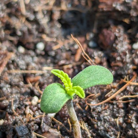 Northern Lights Auto growlog timeline photo