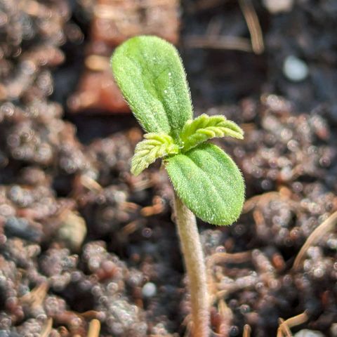 LSD-25 Auto 2 growlog timeline photo