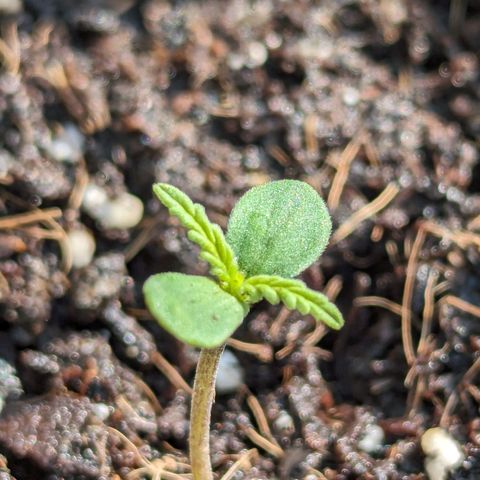 LSD-25 Auto growlog timeline photo